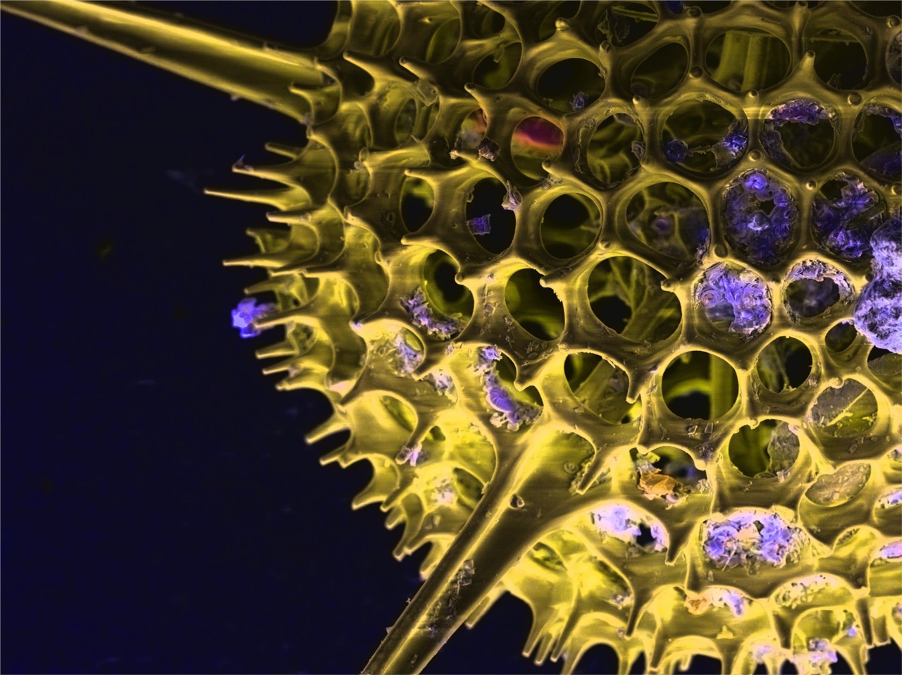 elemental map showing the silicon-based exoskeleton of a Radiolaria/Radiozoa