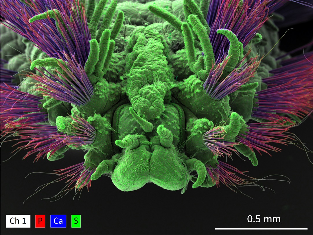 Elemental map of a sea worm sample taken using an XFlash® FlatQUAD detector. 