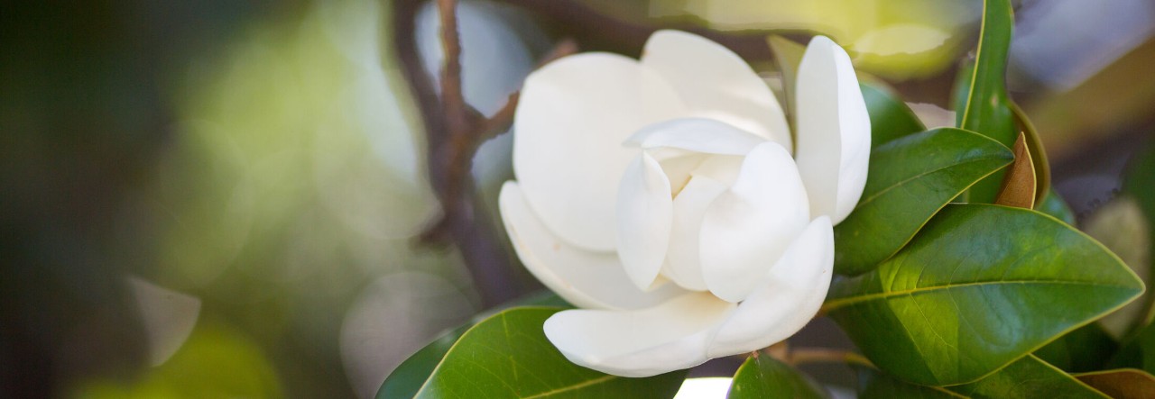 Cancer Fighting Properties of Magnolia Extract | Bruker