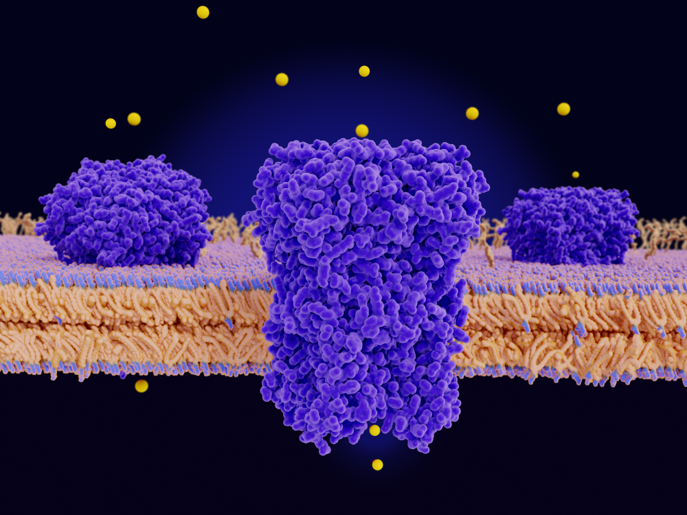 NMR Spectroscopy Aids GPCR Drug Discovery | Bruker