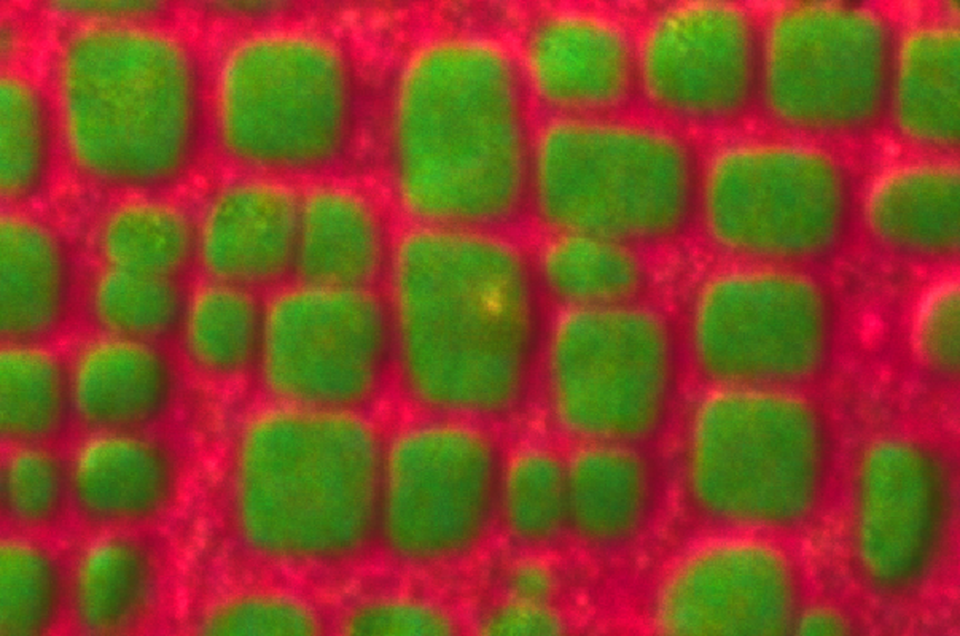 distribution of ni and cr in ni based single crystal super alloy