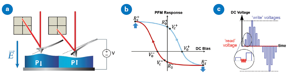 Diagram illustrating the basics of Piezoresponse Force Microscopy (PFM). The first sub-image (a) shows a piezoelectric sample expanding due to an increasing electric field in parallel with its polarization. The second sub-image (b) displays a hysteresis loop depicting the response and domain switching characteristics of a ferroelectric material. The third sub-image (c) showcases a series of read and write pulses applied during switching spectroscopy PFM (SS-PFM), where write segments use successively larger (or smaller) DC voltages to switch the polarity of the domain beneath the tip, and an AC voltage is applied during read segments to observe the polarization and response of the domain after switching.
