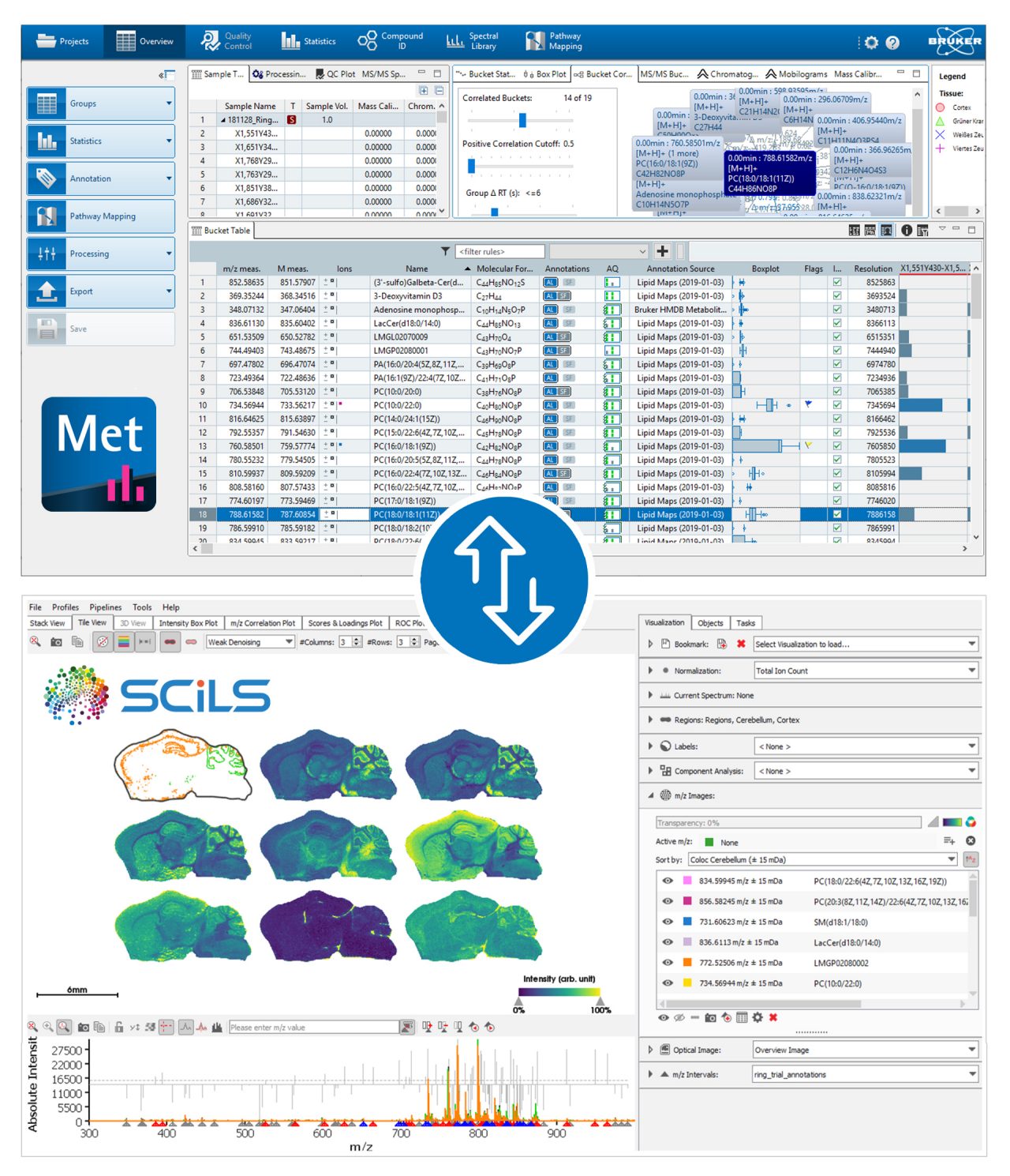 SCiLS™ Lab integrates with the SpatialOMx® workflow from MetaboScape® and visualizes the annotated MALDI molecular tissue images of detected features (metabolites, lipids, glycans).